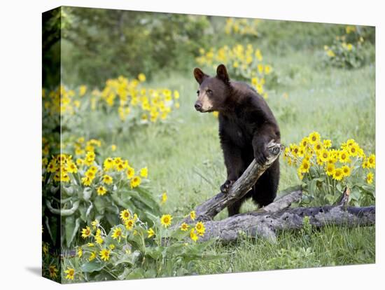 Young Black Bear Among Arrowleaf Balsam Root, Animals of Montana, Bozeman, Montana, USA-James Hager-Stretched Canvas