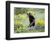 Young Black Bear Among Arrowleaf Balsam Root, Animals of Montana, Bozeman, Montana, USA-James Hager-Framed Photographic Print