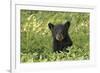 Young black bear cub, Ursus americanus, Cades Cove, Great Smoky Mountains National Park, Tennessee-Adam Jones-Framed Photographic Print