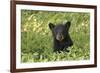 Young black bear cub, Ursus americanus, Cades Cove, Great Smoky Mountains National Park, Tennessee-Adam Jones-Framed Photographic Print