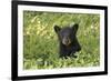 Young black bear cub, Ursus americanus, Cades Cove, Great Smoky Mountains National Park, Tennessee-Adam Jones-Framed Photographic Print