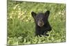 Young black bear cub, Ursus americanus, Cades Cove, Great Smoky Mountains National Park, Tennessee-Adam Jones-Mounted Photographic Print