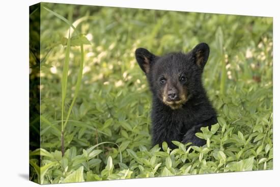 Young black bear cub, Ursus americanus, Cades Cove, Great Smoky Mountains National Park, Tennessee-Adam Jones-Stretched Canvas