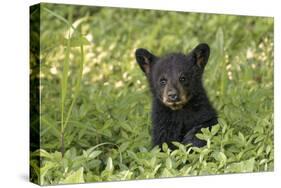 Young black bear cub, Ursus americanus, Cades Cove, Great Smoky Mountains National Park, Tennessee-Adam Jones-Stretched Canvas