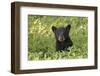 Young black bear cub, Ursus americanus, Cades Cove, Great Smoky Mountains National Park, Tennessee-Adam Jones-Framed Photographic Print