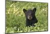 Young black bear cub, Ursus americanus, Cades Cove, Great Smoky Mountains National Park, Tennessee-Adam Jones-Mounted Photographic Print