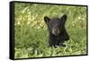 Young black bear cub, Ursus americanus, Cades Cove, Great Smoky Mountains National Park, Tennessee-Adam Jones-Framed Stretched Canvas