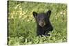 Young black bear cub, Ursus americanus, Cades Cove, Great Smoky Mountains National Park, Tennessee-Adam Jones-Stretched Canvas