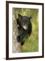 Young black bear cub, Ursus americanus, Cades Cove, Great Smoky Mountains National Park, Tennessee-Adam Jones-Framed Photographic Print