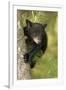 Young black bear cub, Ursus americanus, Cades Cove, Great Smoky Mountains National Park, Tennessee-Adam Jones-Framed Photographic Print