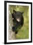 Young black bear cub, Ursus americanus, Cades Cove, Great Smoky Mountains National Park, Tennessee-Adam Jones-Framed Photographic Print