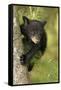 Young black bear cub, Ursus americanus, Cades Cove, Great Smoky Mountains National Park, Tennessee-Adam Jones-Framed Stretched Canvas