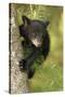 Young black bear cub, Ursus americanus, Cades Cove, Great Smoky Mountains National Park, Tennessee-Adam Jones-Stretched Canvas