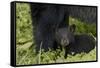 Young black bear cub, Ursus americanus, with adult female Cades Cove, Great Smoky Mountains Nationa-Adam Jones-Framed Stretched Canvas