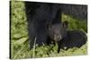 Young black bear cub, Ursus americanus, with adult female Cades Cove, Great Smoky Mountains Nationa-Adam Jones-Stretched Canvas
