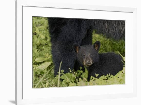 Young black bear cub, Ursus americanus, with adult female Cades Cove, Great Smoky Mountains Nationa-Adam Jones-Framed Photographic Print