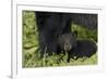Young black bear cub, Ursus americanus, with adult female Cades Cove, Great Smoky Mountains Nationa-Adam Jones-Framed Photographic Print