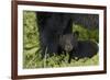 Young black bear cub, Ursus americanus, with adult female Cades Cove, Great Smoky Mountains Nationa-Adam Jones-Framed Photographic Print