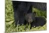 Young black bear cub, Ursus americanus, with adult female Cades Cove, Great Smoky Mountains Nationa-Adam Jones-Mounted Photographic Print