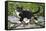 Young black domestic cat with white bib and paws, climbing tree, France-Jouan Rius-Framed Stretched Canvas