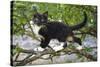 Young black domestic cat with white bib and paws, climbing tree, France-Jouan Rius-Stretched Canvas