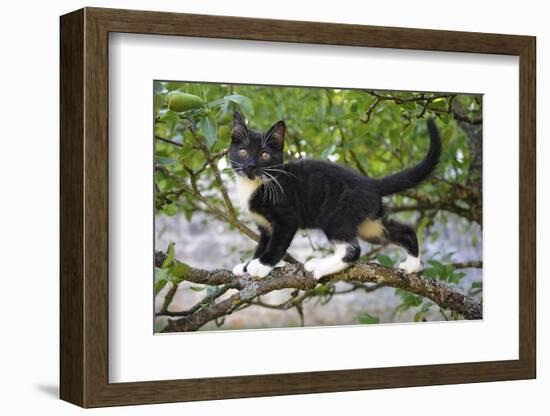 Young black domestic cat with white bib and paws, climbing tree, France-Jouan Rius-Framed Photographic Print