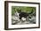 Young black domestic cat with white bib and paws, climbing tree, France-Jouan Rius-Framed Photographic Print