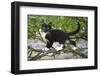 Young black domestic cat with white bib and paws, climbing tree, France-Jouan Rius-Framed Photographic Print