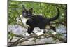 Young black domestic cat with white bib and paws, climbing tree, France-Jouan Rius-Mounted Photographic Print