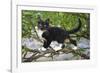 Young black domestic cat with white bib and paws, climbing tree, France-Jouan Rius-Framed Photographic Print