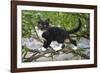 Young black domestic cat with white bib and paws, climbing tree, France-Jouan Rius-Framed Photographic Print