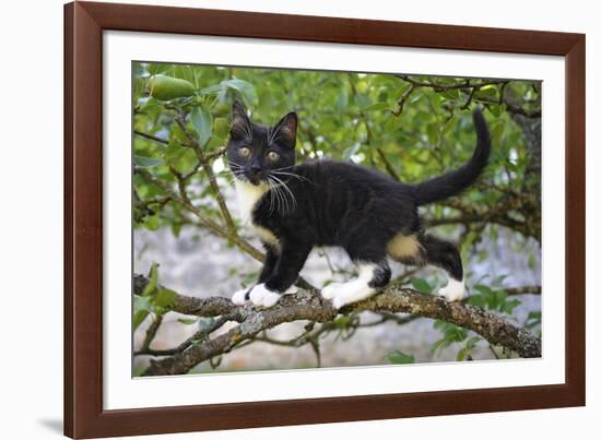 Young black domestic cat with white bib and paws, climbing tree, France-Jouan Rius-Framed Photographic Print