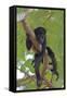 Young Black Howler Monkey (Alouatta Caraya) Looking Down from Tree, Costa Rica-Edwin Giesbers-Framed Stretched Canvas