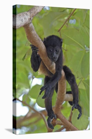 Young Black Howler Monkey (Alouatta Caraya) Looking Down from Tree, Costa Rica-Edwin Giesbers-Stretched Canvas