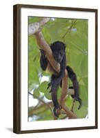 Young Black Howler Monkey (Alouatta Caraya) Looking Down from Tree, Costa Rica-Edwin Giesbers-Framed Photographic Print