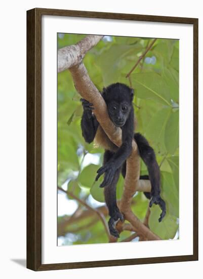 Young Black Howler Monkey (Alouatta Caraya) Looking Down from Tree, Costa Rica-Edwin Giesbers-Framed Photographic Print