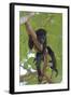 Young Black Howler Monkey (Alouatta Caraya) Looking Down from Tree, Costa Rica-Edwin Giesbers-Framed Photographic Print