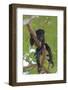 Young Black Howler Monkey (Alouatta Caraya) Looking Down from Tree, Costa Rica-Edwin Giesbers-Framed Photographic Print