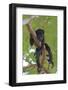 Young Black Howler Monkey (Alouatta Caraya) Looking Down from Tree, Costa Rica-Edwin Giesbers-Framed Photographic Print