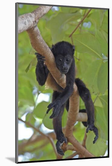 Young Black Howler Monkey (Alouatta Caraya) Looking Down from Tree, Costa Rica-Edwin Giesbers-Mounted Photographic Print