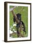 Young Black Howler Monkey (Alouatta Caraya) Looking Down from Tree, Costa Rica-Edwin Giesbers-Framed Photographic Print
