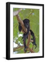 Young Black Howler Monkey (Alouatta Caraya) Looking Down from Tree, Costa Rica-Edwin Giesbers-Framed Photographic Print