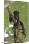 Young Black Howler Monkey (Alouatta Caraya) Looking Down from Tree, Costa Rica-Edwin Giesbers-Mounted Photographic Print