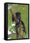 Young Black Howler Monkey (Alouatta Caraya) Looking Down from Tree, Costa Rica-Edwin Giesbers-Framed Stretched Canvas