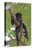 Young Black Howler Monkey (Alouatta Caraya) Looking Down from Tree, Costa Rica-Edwin Giesbers-Stretched Canvas