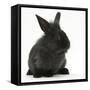 Young Black Lionhead-Cross Rabbit-Mark Taylor-Framed Stretched Canvas