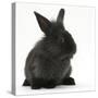 Young Black Lionhead-Cross Rabbit-Mark Taylor-Stretched Canvas