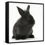 Young Black Lionhead-Cross Rabbit-Mark Taylor-Framed Stretched Canvas