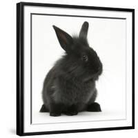 Young Black Lionhead-Cross Rabbit-Mark Taylor-Framed Photographic Print