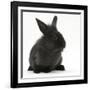 Young Black Lionhead-Cross Rabbit-Mark Taylor-Framed Photographic Print